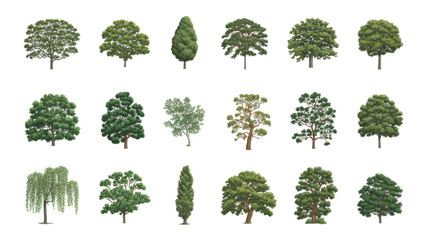 Fototapeta premium Collection trees maple oak birch chestnut Isolated nature objects 