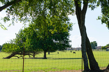 Green fenced in pasture with several cows in the distance.