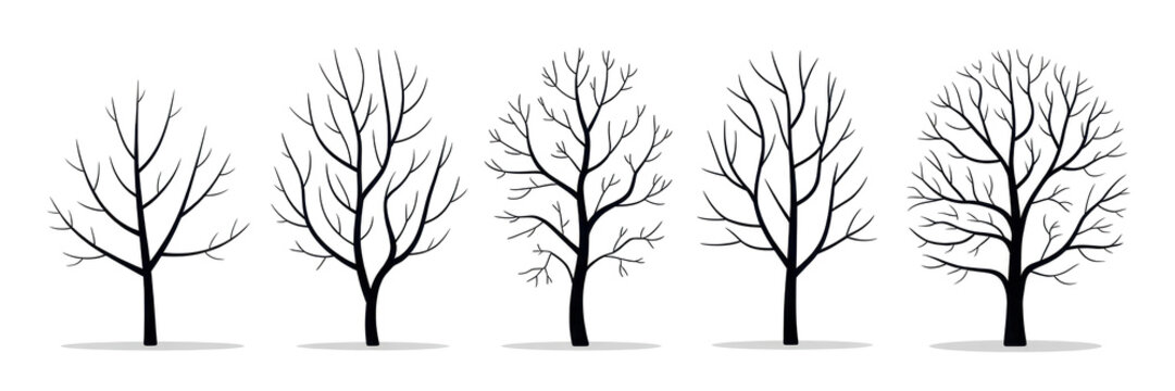 Collection of trees without leaves isolated on white background 
