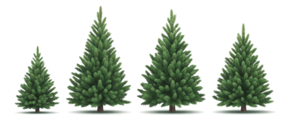 Picea pungens colorado blue green spruce evergreen pinaceae needled tree isolated png on a transparent background premium cutout  
