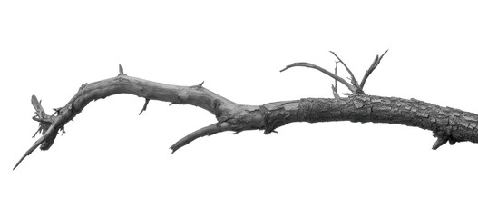 Dead tree branches with cracked bark. Isolated on transparent background 
