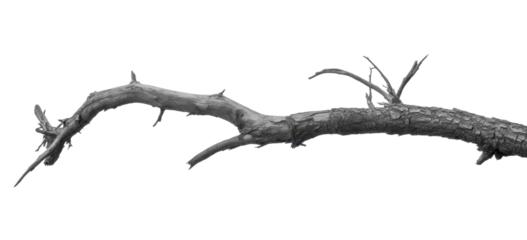 Dead tree branches with cracked bark. Isolated on transparent background 
