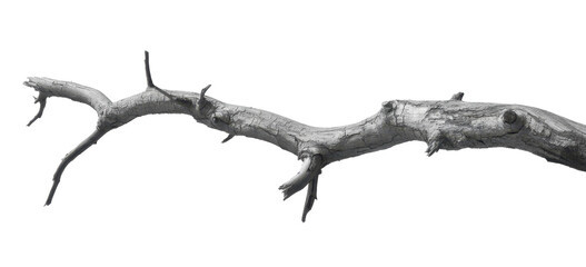 Dead tree branches with cracked bark. Isolated on transparent background