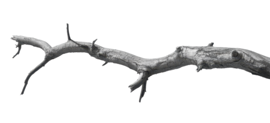 Dead tree branches with cracked bark. Isolated on transparent background 
