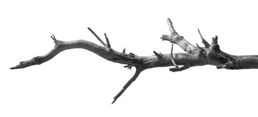 Dead tree branches with cracked bark. Isolated on transparent background