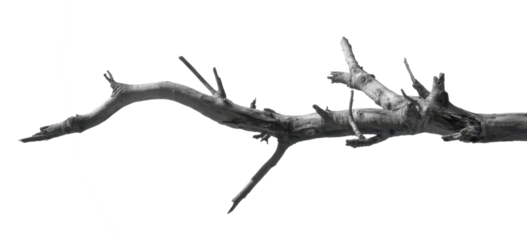 Dead tree branches with cracked bark. Isolated on transparent background 
