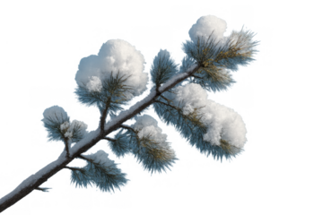 Pine branch covered with fresh white snow for winter, cold season, nature, and christmas concepts with transparent background