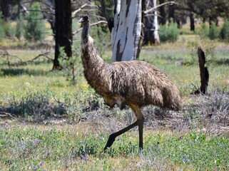 Wild emu walking in desert at Wilpena Pound