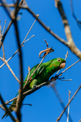 Vertical close-up of the Plain Parakeet (Brotogeris tirica), a vibrant green psittacid, perched on dry, thin branches against an intense blue sky.