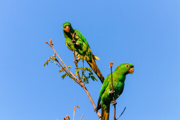 Wildlife photo vertical of a pair of Plain Parakeets (Brotogeris tirica), green psittacids, perched on a dry branch with new buds, under a vibrant blue sky.