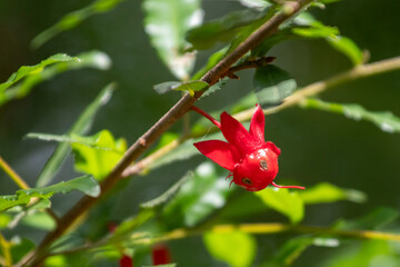 Close-up of a single vivid red persistent sepal of the Ochna (Ochna serrulata) hanging on a branch. Sharp focus isolates the unique shape against the blurred green background.