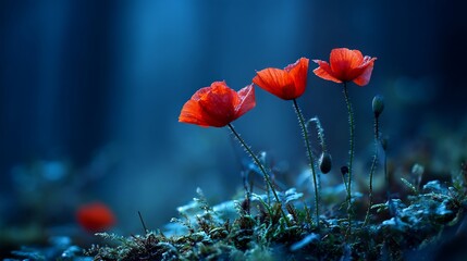 Three bright red poppies bloom amidst moss against a dark blue background