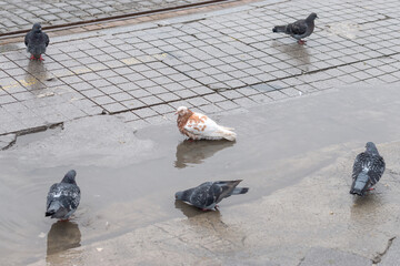 Flock of pigeons standing on wet city pavement after rain