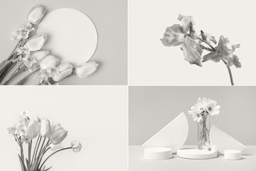 Presentation of a trending color 2026 - Cloud Dancer in the form of a collage of different shapes and textures. Various types of tulips, irises, and cosmos flowers. Color concept