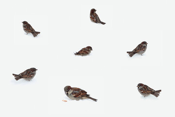 Seven wild sparrows sitting on white snow background in winter