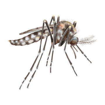 Watercolor illustration of the Asian tiger mosquito Aedes in gray-blue tones, drawn in scientific style. Illustration for medical content, infographics, repellents and protective product design.