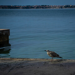 seagull on the beach