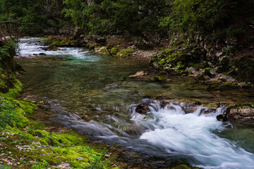 stream in the forest