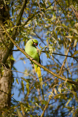 Rose-ringed parakeet perched on a tree branch and scratching its head with its foot in Stuttgart, Germany