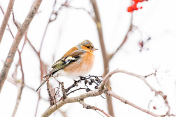 Fototapeta premium Buchfink