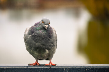 A pigeon stands on a ledge looking around. The water behind it reflects colors during the daytime. The bird appears calm as it observes its surroundings without moving.
