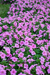 Beautiful small pink and white petunia flowers blooming in a nature garden park during the spring season