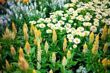 Beautiful nature landscape featuring a field of wild blooming pink and yellow flowers in a sunny spring garden meadow