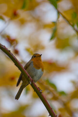 European robin perched on a thorny branch against a soft, warm autumn background in a detailed wildlife portrait