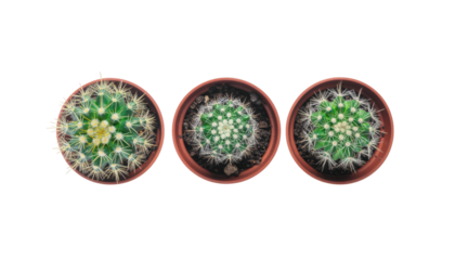 Three Decorative Cactus Plants in Clay Pots with Vibrant Green and Yellow Colors on Transparent Background