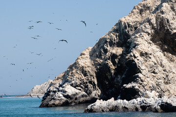 Aves volando  en el atardecer, Isla Foca, Piura, Peru. © Juan Fdo. Vanegas