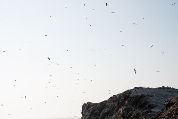 Aves volando  en el atardecer, Isla Foca, Piura, Peru. © Juan Fdo. Vanegas