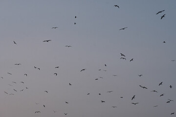 Aves volando  en el atardecer, Isla Foca, Piura, Peru.