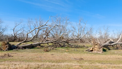 Hurricane Helena Pecan tree damage
