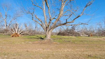 Hurricane Helena Pecan tree damage tree still standing