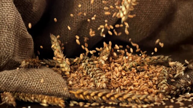 Grains with spikelets fall on the table. Filmed on a high-speed camera at 1000 fps. High quality FullHD footage