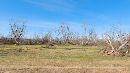 Hurricane Helena Pecan tree damage clear blue flattened trees