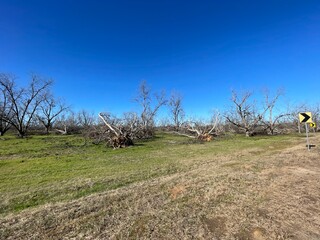 Hurricane Helena Pecan tree damage clear blue country scene