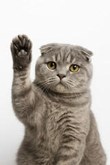 Grey Cat Raising Paw in Studio Portrait