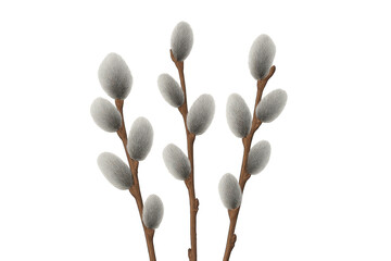 Pussy willow branches with fluffy gray catkins symbolizing spring arriving and celebrating easter on transparent background