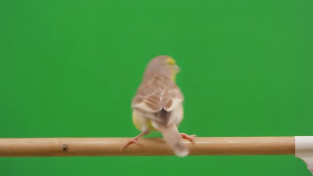 Professional animal stock Canary greenscreen bright yellow pet canary bird isolated in studio with realistic movement soft shadows and clean visual style for commercial video editing projects