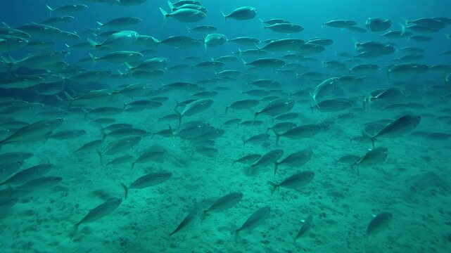 Close up of huge school of mackerels swimming over sand seabed on sunny day, Slow motion of Striped mackerel or Indian mackerel, Rastrelliger kanagurta shoal swims above sandy bottom