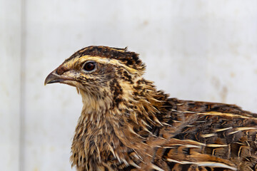Quail perched quietly in a natural setting showcasing its distinct feathers and features