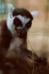 Fototapeta premium Lemur animal wildlife portrait closeup face showing a ringtailed lemur nibbling a thin twig, soft fur detail, expressive eyes and whiskers in warm natural light with shallow focus.