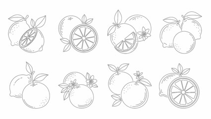 Delicate line art illustration showcasing fresh lemon and orange citrus fruit compositions