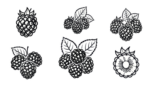 vector Elegant botanical line art of various blackberry designs suitable for decoration and design projects