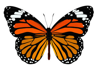 butterfly isolated on white background