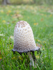 Close Up of a Coprinus comatus or Shaggy Mane Mushroom Growing in Green Grass in Minnesota