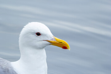 California gull with a bright yellow and red beak at the sea.