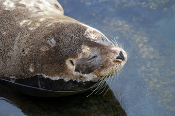 Obraz premium Fluffy brown baby seal is laying on the rock in the sea.