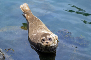 Obraz premium Fluffy brown baby seal is laying on the rock in the sea.
